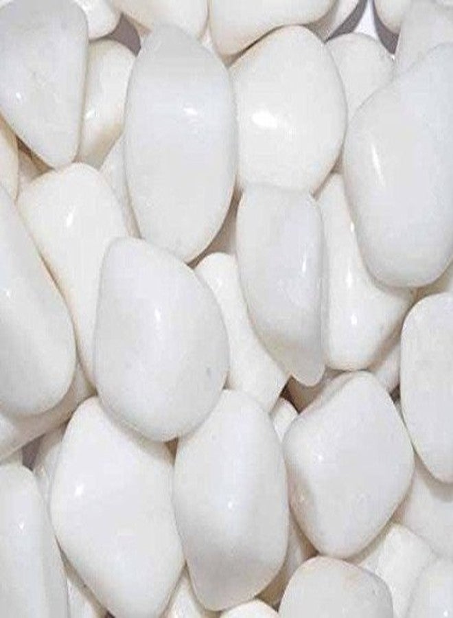 Maalavya Double Polished White Pebbles-for Garden/Home Decor Backyard Patio Pathway Indoor/Outdoor Fish Tank/Aquarium Substrate (3 Kg 30 to 60 MM)